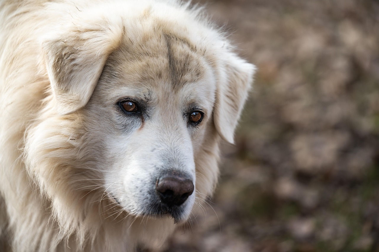 愛犬の腎臓、そろそろ気になる方へ。活性炭×ウラジロガシで始める「毎日腎活」という選択