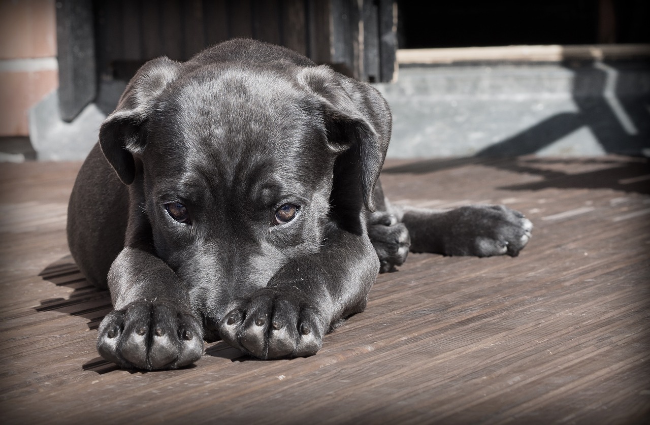 犬の遺伝子検査Pontely｜遺伝性疾患をWEBで確認