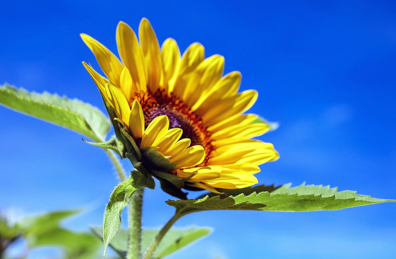 花のある暮らしを、もっと身近に。エシカルな花の定期便で始める新習慣